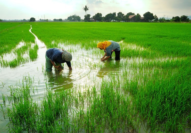 Detail Gambar Petani Untuk Anak Tk Nomer 41