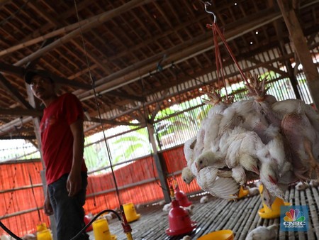 Detail Gambar Peternakan Ayam Potong Nomer 33