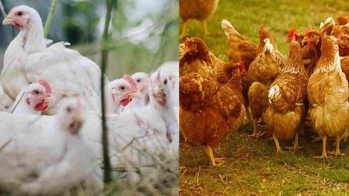 Detail Gambar Peternakan Ayam Potong Nomer 44