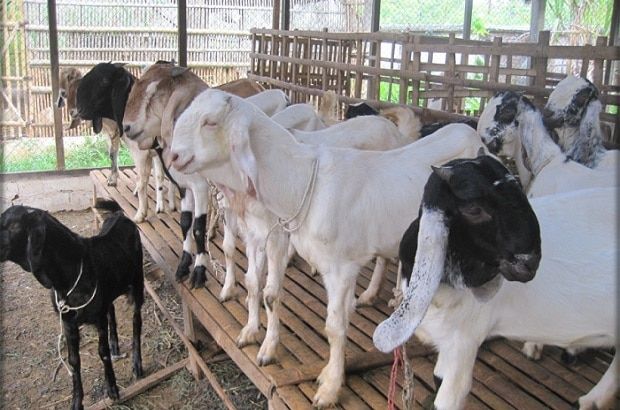 Detail Gambar Peternakan Kambing Nomer 12