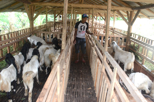 Detail Gambar Peternakan Kambing Nomer 14