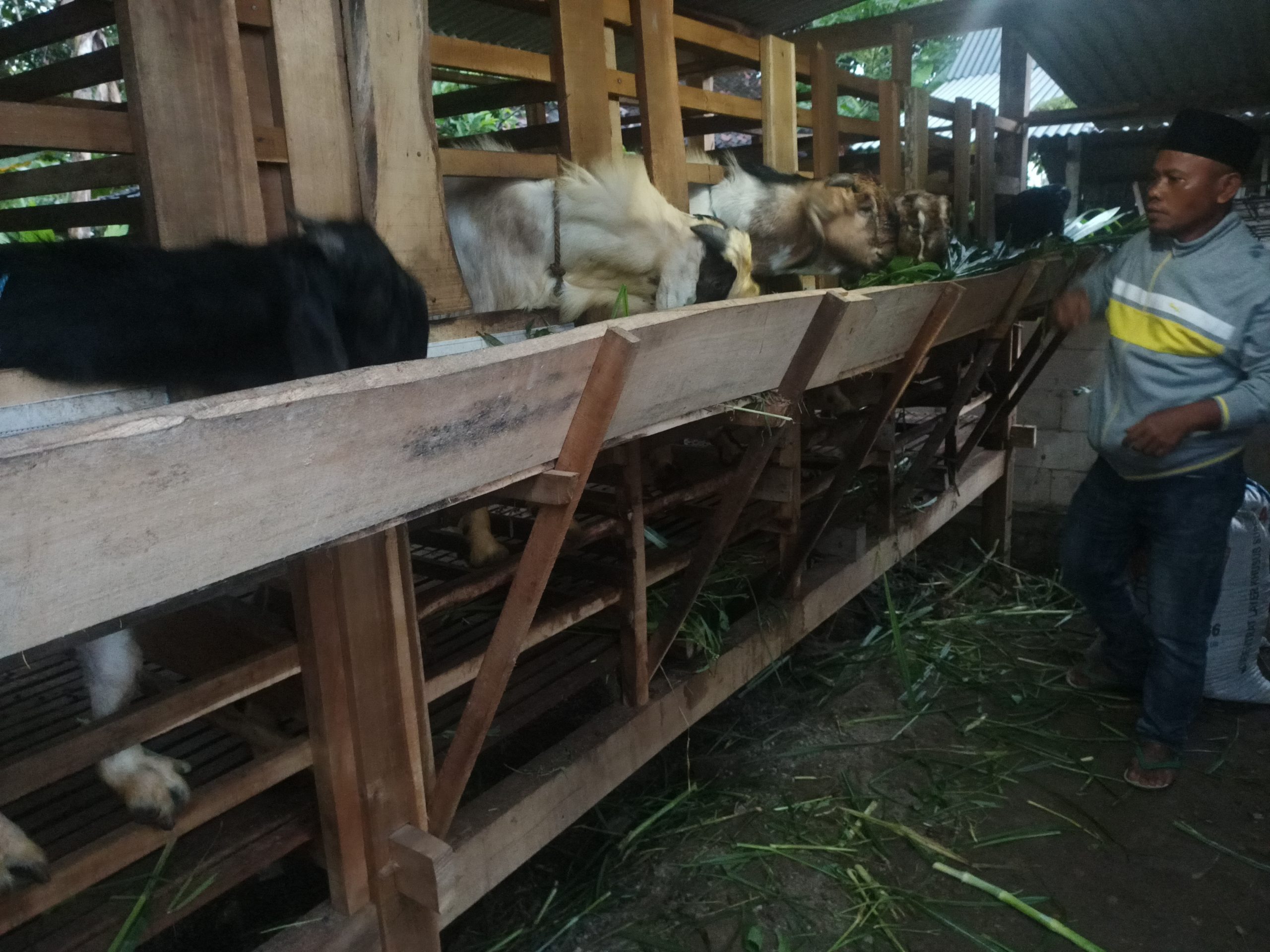 Detail Gambar Peternakan Kambing Nomer 17