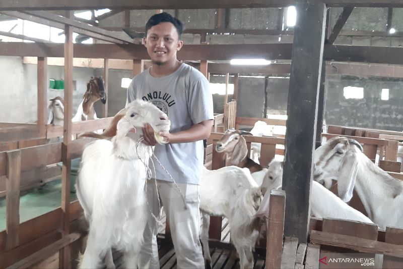 Detail Gambar Peternakan Kambing Nomer 19