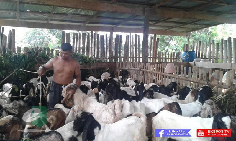 Detail Gambar Peternakan Kambing Nomer 25