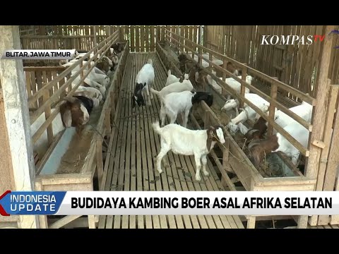 Detail Gambar Peternakan Kambing Nomer 40