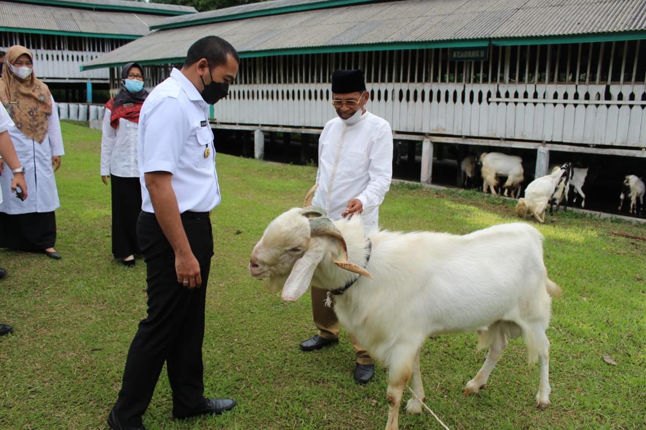 Detail Gambar Peternakan Kambing Nomer 47