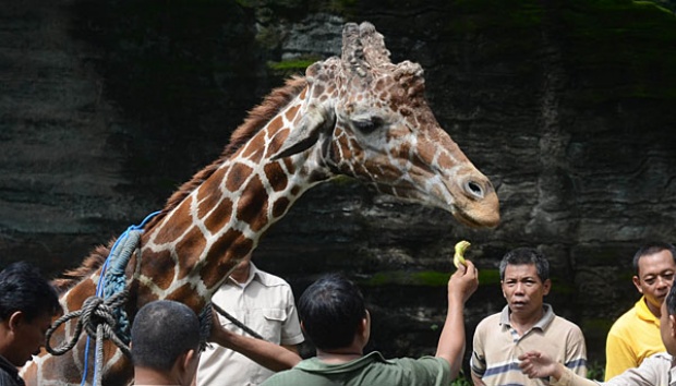 Detail Gambar Petugas Kebun Binatang Sedang Menjaga Hewan Nomer 45