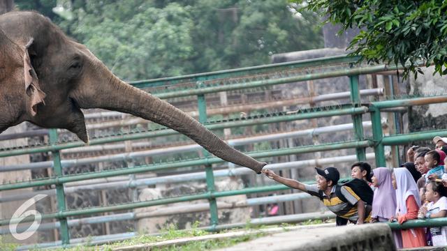 Gambar Petugas Kebun Binatang Sedang Menjaga Hewan Agar Tidak Lepas - KibrisPDR