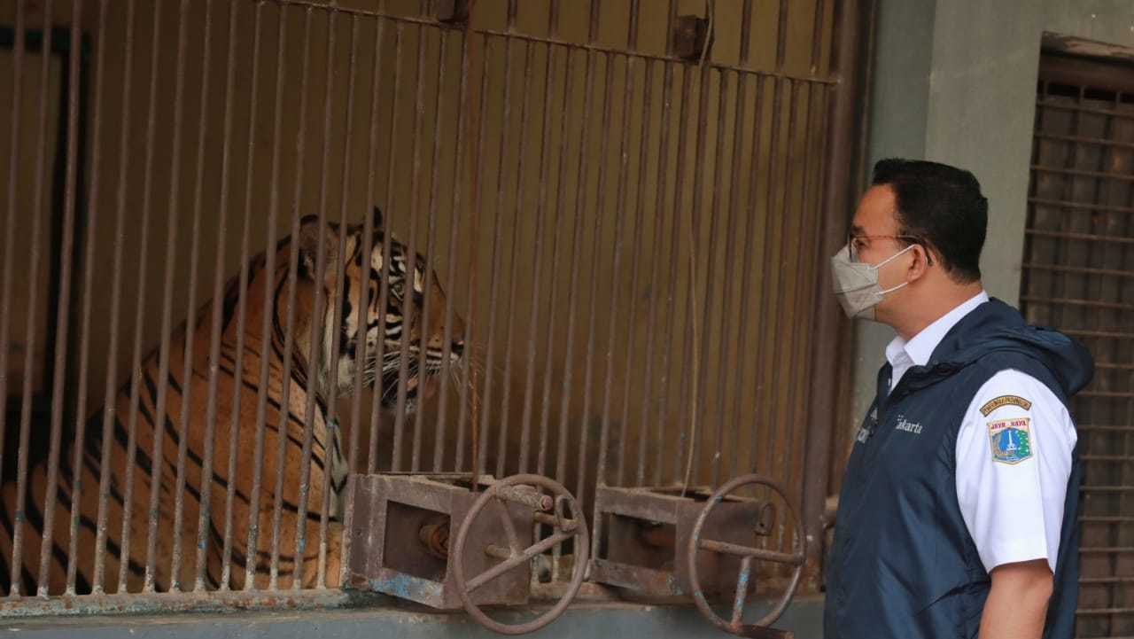 Detail Gambar Petugas Kebun Binatang Sedang Menjaga Hewan Agar Tidak Lepas Nomer 12