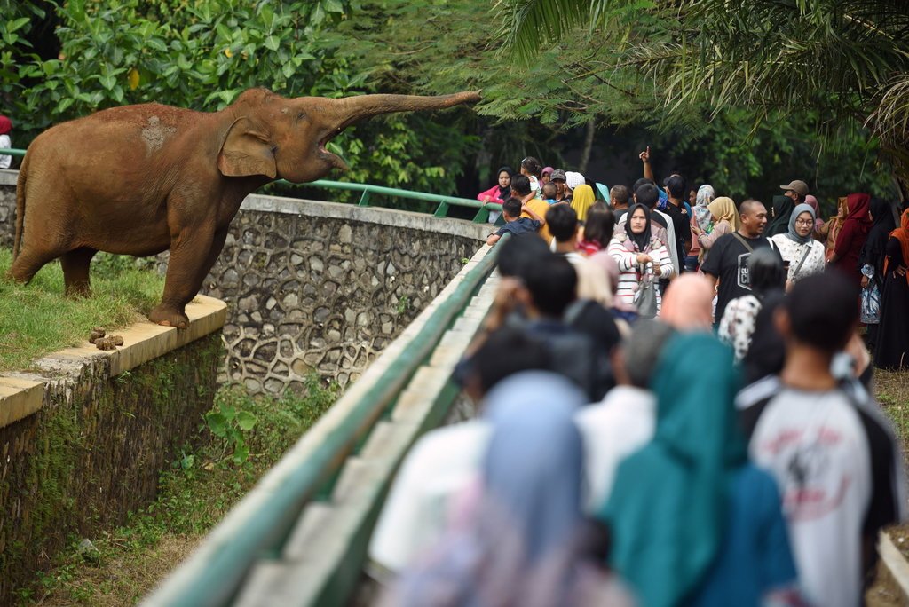 Detail Gambar Petugas Kebun Binatang Sedang Menjaga Hewan Agar Tidak Lepas Nomer 36