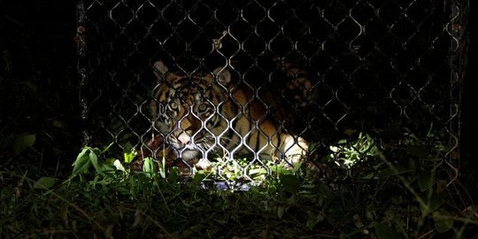 Download Gambar Petugas Kebun Binatang Sedang Menjaga Hewan Agar Tidak Lepas Nomer 38