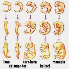 Detail Gambar Petunjuk Dan Bukti Bukti Evolusi Nomer 3