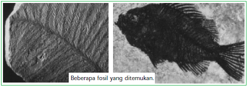 Detail Gambar Petunjuk Dan Bukti Bukti Evolusi Nomer 53