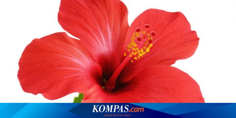 Detail Gambar Pewarna Makanan Alami Nomer 25