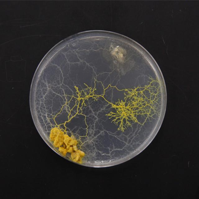 Detail Gambar Physarum Polycephalum Nomer 2