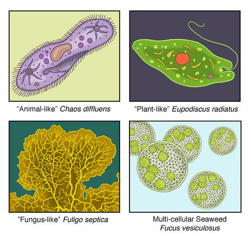 Detail Gambar Pictures Of Protista Nomer 11