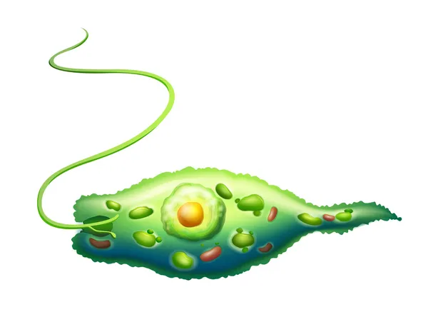 Detail Gambar Pictures Of Protista Nomer 19