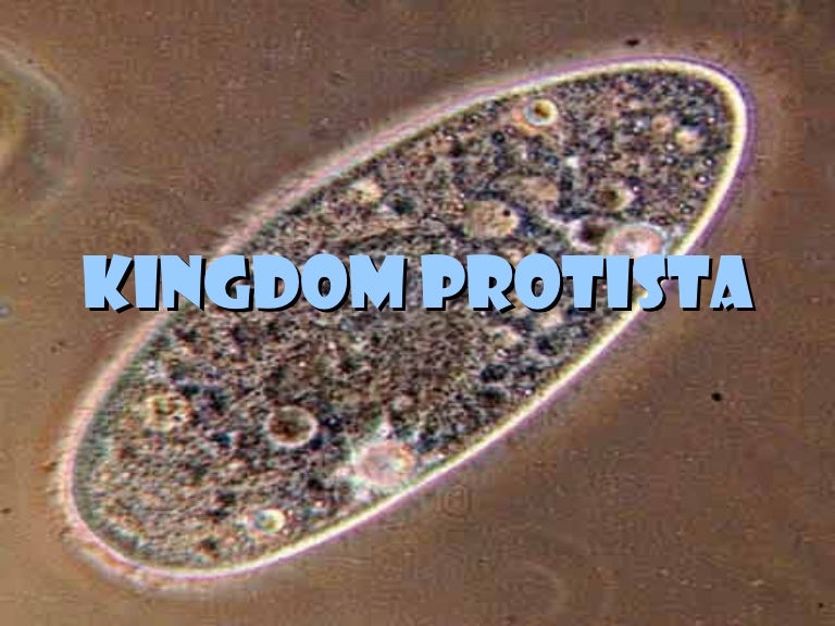 Detail Gambar Pictures Of Protista Nomer 28