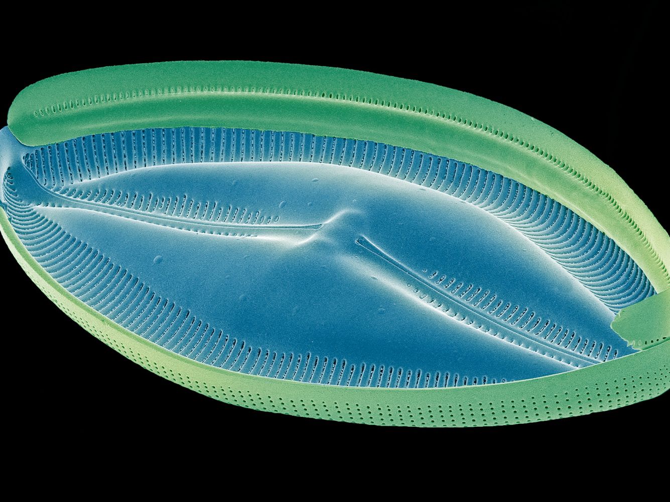 Detail Gambar Pictures Of Protista Nomer 37