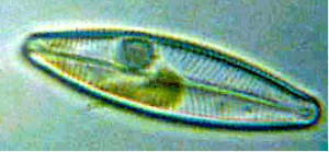 Detail Gambar Pictures Of Protista Nomer 40