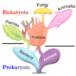 Detail Gambar Pictures Of Protista Nomer 44