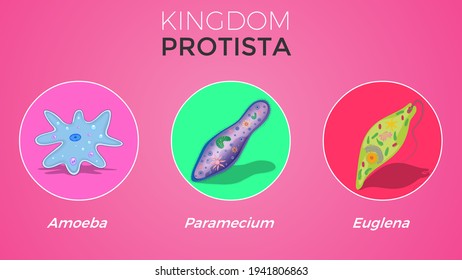 Detail Gambar Pictures Of Protista Nomer 6