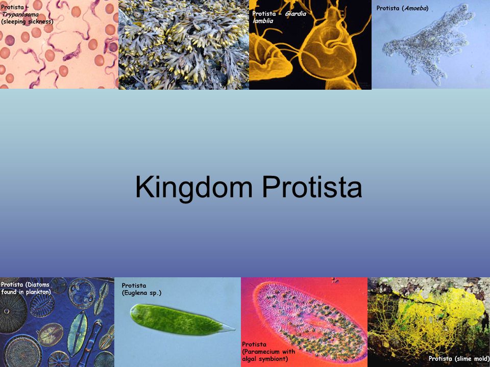 Detail Gambar Pictures Of Protista Nomer 49