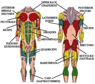 Detail Gambar Pijat Refleksi Seluruh Badan Nomer 7