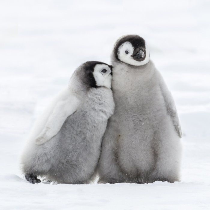Detail Gambar Pinguin Lucu Nomer 13