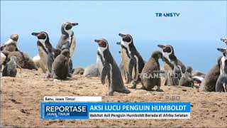 Detail Gambar Pinguin Lucu Nomer 24