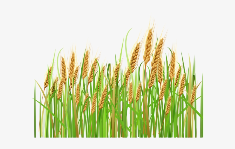 Crop Image Transparent Background - KibrisPDR