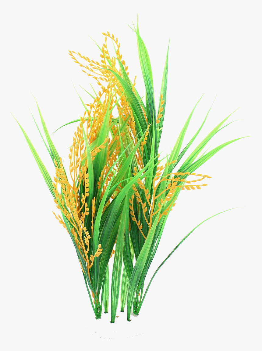Detail Crop Image Transparent Background Nomer 12