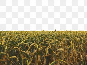 Detail Crop Image Transparent Background Nomer 18