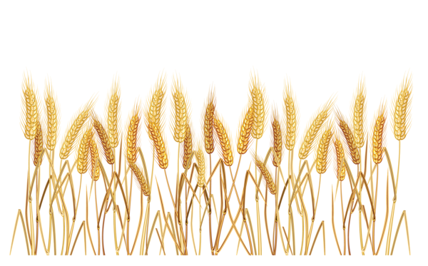 Detail Crop Image Transparent Background Nomer 19