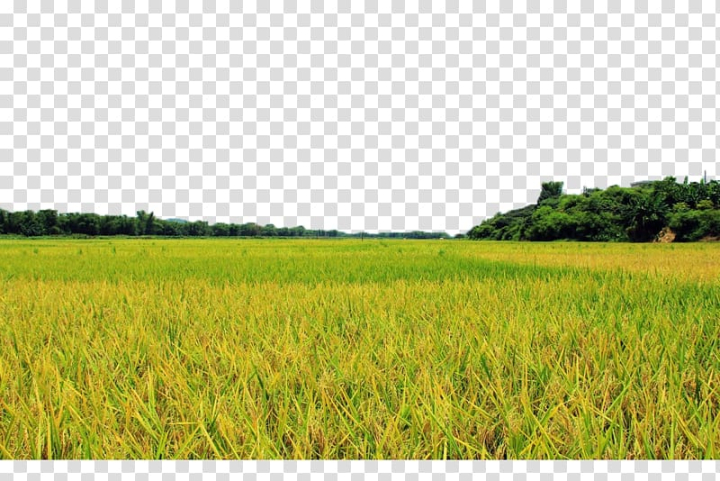 Detail Crop Image Transparent Background Nomer 23