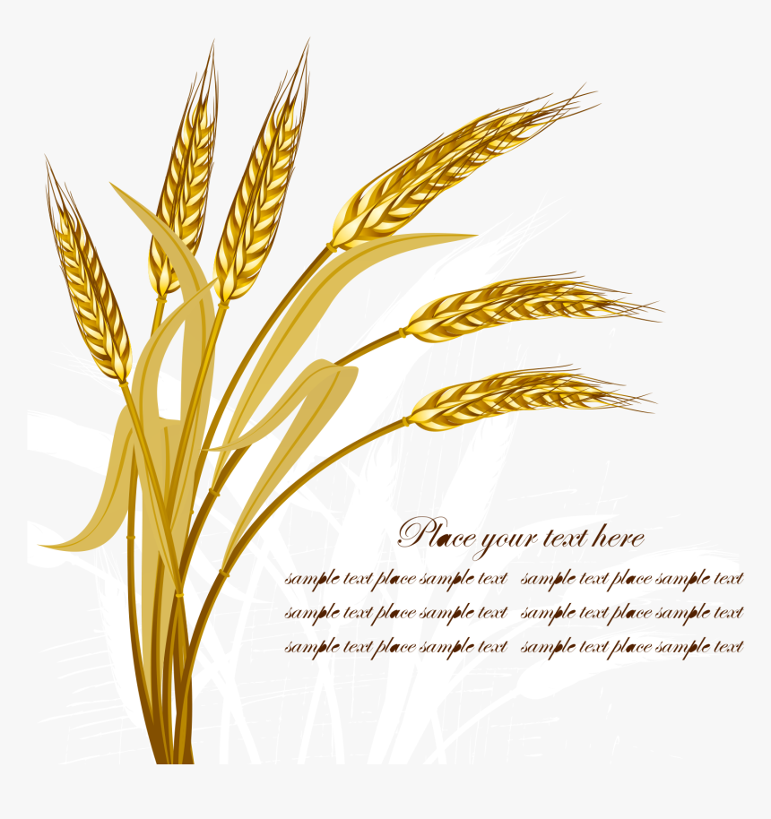 Detail Crop Image Transparent Background Nomer 26