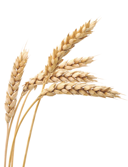 Detail Crop Image Transparent Background Nomer 29