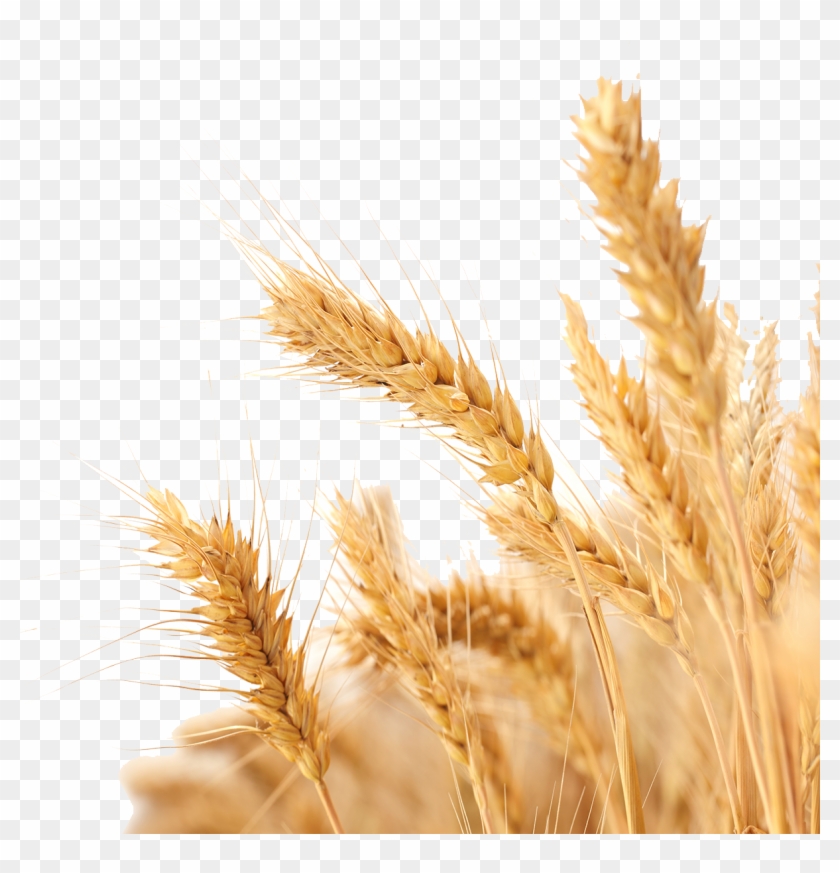 Detail Crop Image Transparent Background Nomer 5