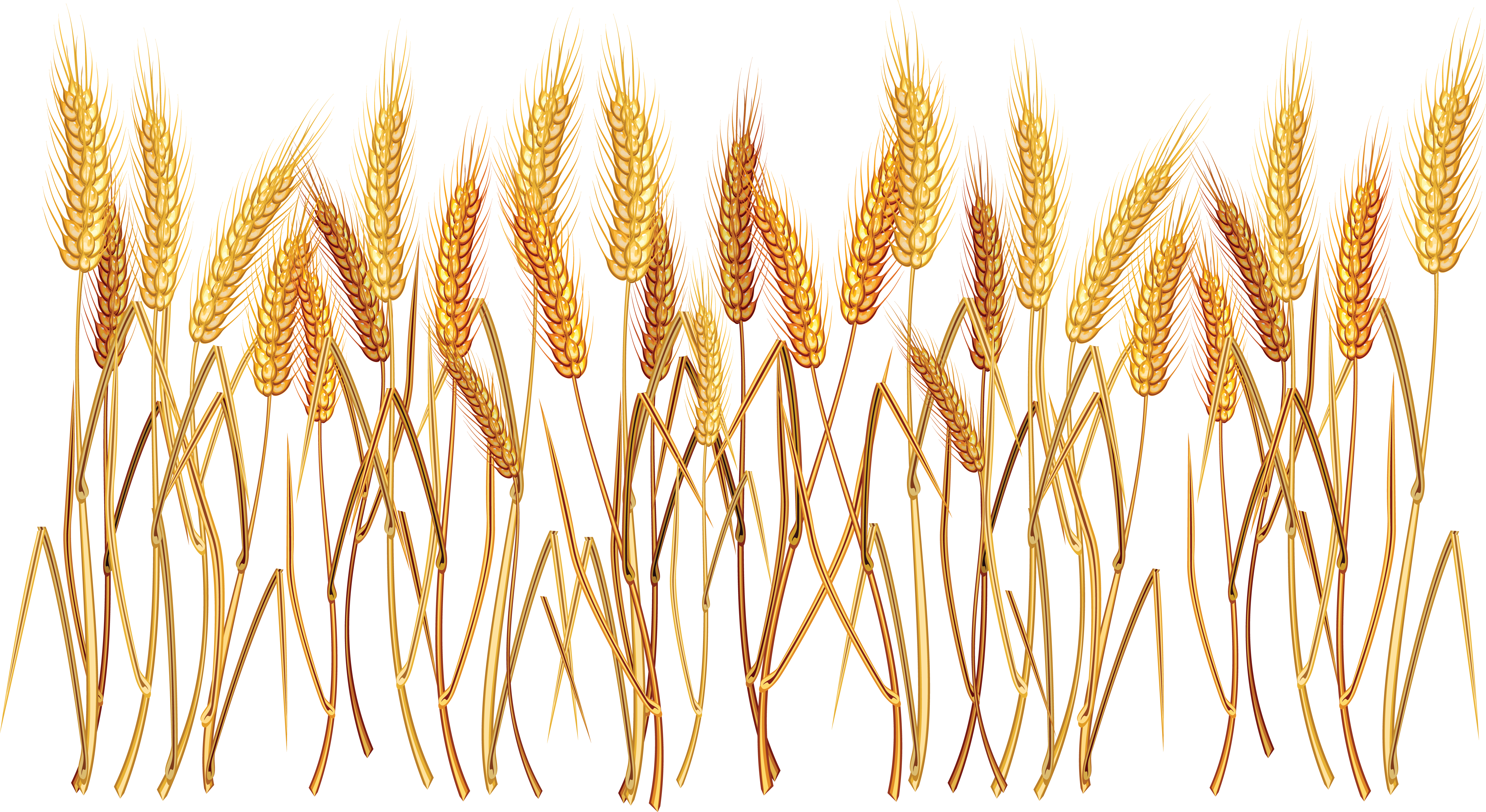 Detail Crop Image Transparent Background Nomer 6