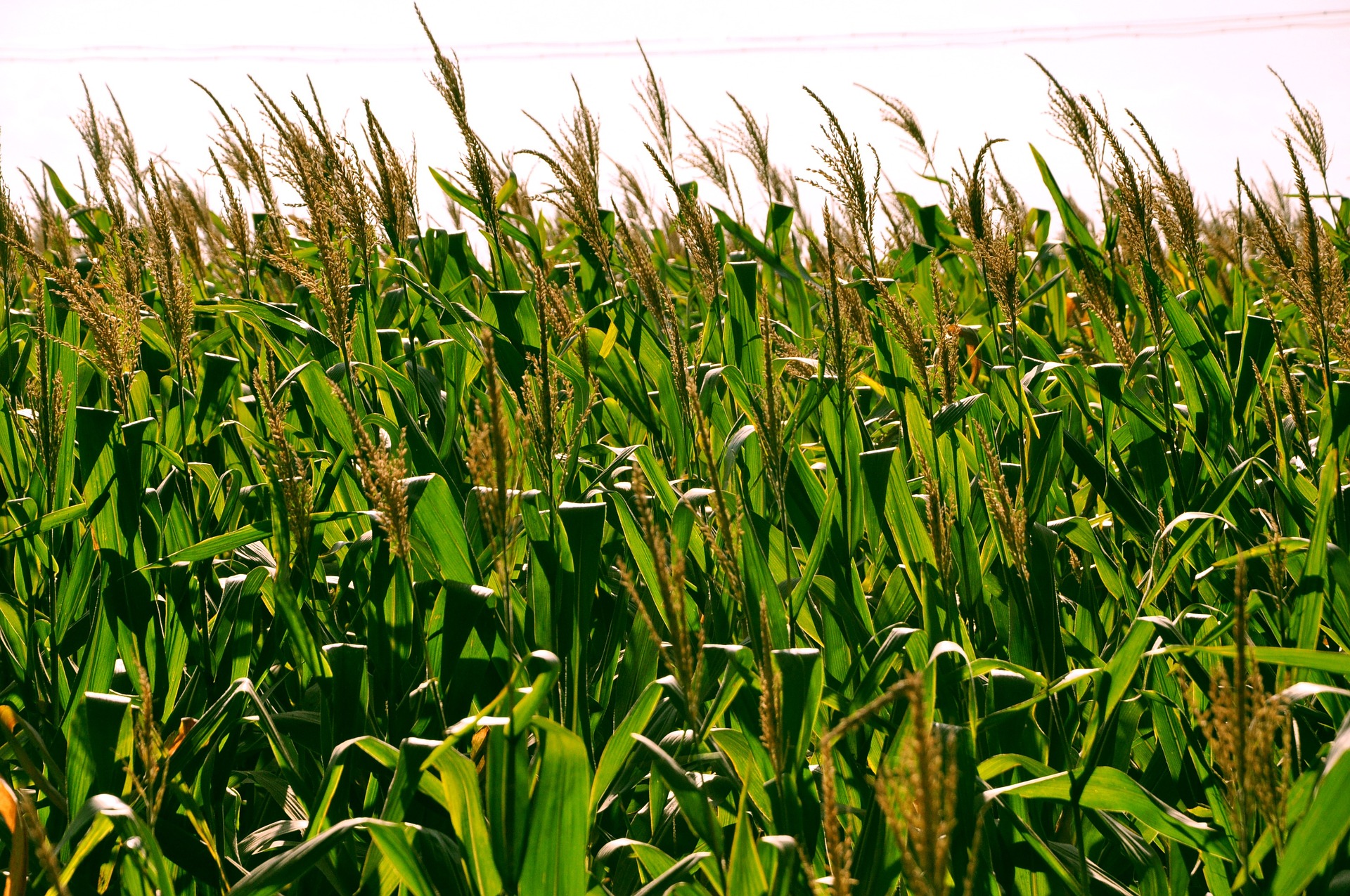 Detail Crop Image Transparent Background Nomer 49