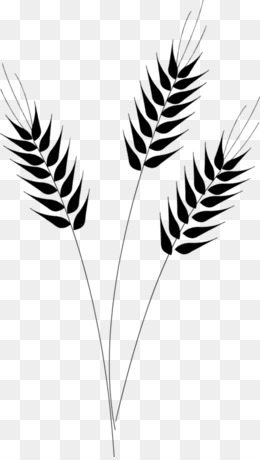 Detail Crop Image Transparent Background Nomer 55