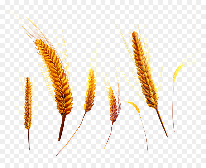 Detail Crop Image Transparent Background Nomer 7