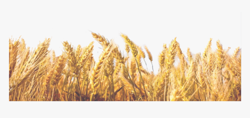 Detail Crop Image Transparent Background Nomer 9