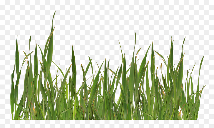 Detail Crop Image Transparent Background Nomer 10