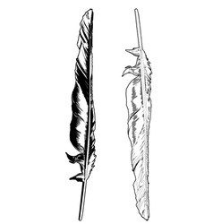 Detail Crow Feather Vector Nomer 11