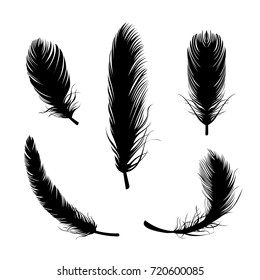 Detail Crow Feather Vector Nomer 20
