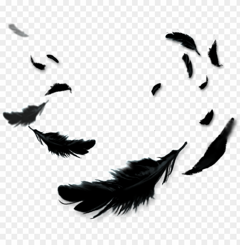 Detail Crow Feather Vector Nomer 23