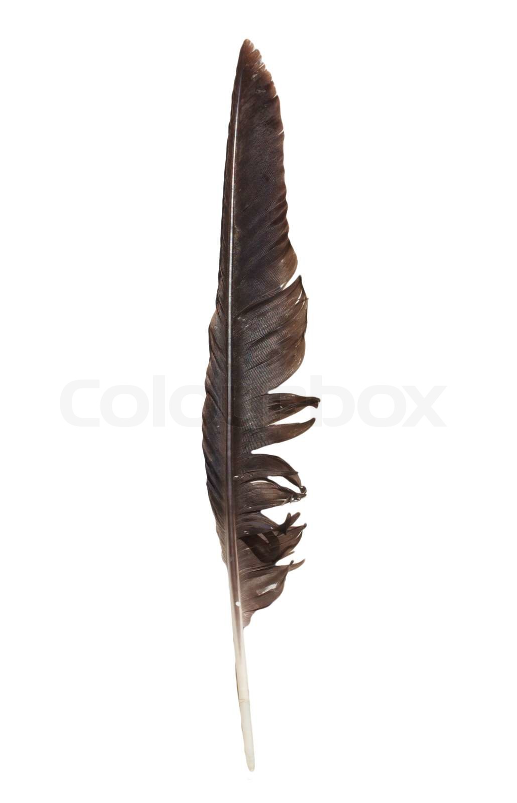 Detail Crow Feather Vector Nomer 29