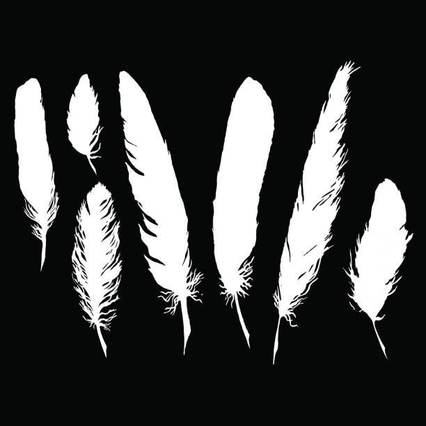 Detail Crow Feather Vector Nomer 39