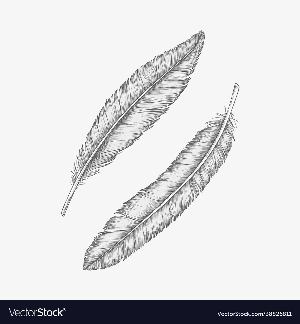 Detail Crow Feather Vector Nomer 43